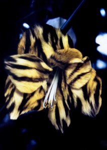 Lilie s tygří kůží od Mat Collishaw