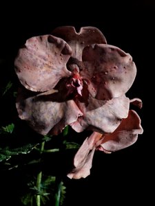 Venal Muse, Impetus, 2012 (pryskyřice, emailová barva, dřevo, sklo, ocel) od Mat Collishaw