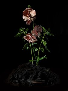 Venal Muse, Impetus, 2012 (pryskyřice, emailová barva, dřevo, sklo, ocel) od Mat Collishaw