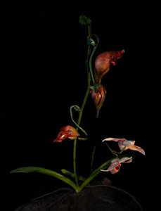 Venal Muse, Lafage, 2012 (pryskyřice, emailová barva, dřevo, sklo, ocel) od Mat Collishaw