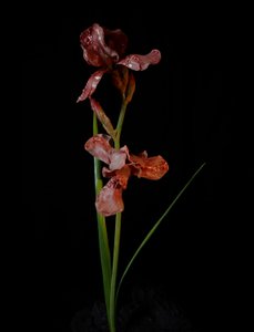 Venal Muse, Viridor, 2012 (pryskyřice, emailová barva, dřevo, sklo, ocel) od Mat Collishaw