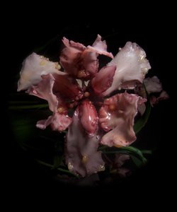 Venal Muse, Viridor, 2012 (pryskyřice, emailová barva, dřevo, sklo, ocel) od Mat Collishaw