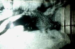 Červík, 2009 (dřevo, sklo, ocel, projektor a přehrávač) od Mat Collishaw