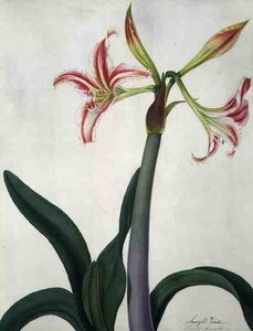 Amaryllis Vitata (akvarel a kvaš přes tužku na pergamenu)