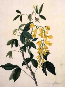 Laburnum Anagyroides (kvaš přes tužku na pergamenu)