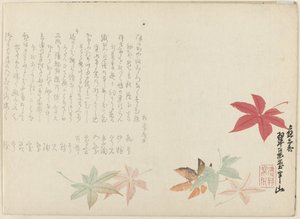 Japonský javor od Matsukawa Hanzan
