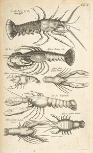 Tab II, Humři, Ilustrace z „Přírodopisu čtyřnožců“ od Mattaus the Younger Merian