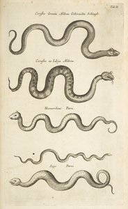 Tab II, Hadi, Ilustrace z „Přírodopisu čtyřnožců“ od Mattaus the Younger Merian