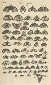 Tab. IV, Motýli a můry, Ilustrace z „Přírodopisu čtyřnožců“ od Mattaus the Younger Merian