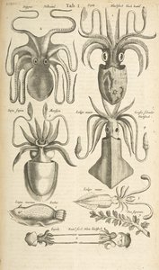 Tab I, Chobotnice, Ilustrace z „Přírodopisu čtyřnožců“