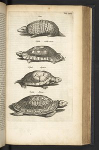 Tab 80, Želvy, Ilustrace z „Přírodopisu čtyřnožců“ od Mattaus the Younger Merian