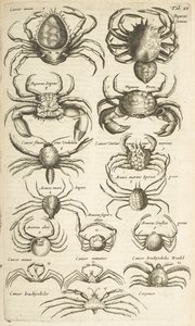 Tab VI, Krabi, Ilustrace z od Mattaus the Younger Merian