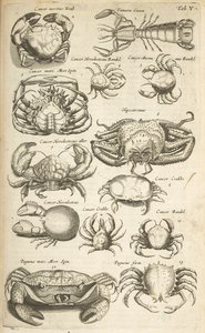 Tab V, Krabi, ilustrace z „Přírodopisu čtyřnožců“ od Mattaus the Younger Merian