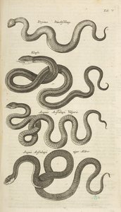 Tab V, Hadi, Ilustrace z „Přírodopisu čtyřnožců“ od Mattaus the Younger Merian