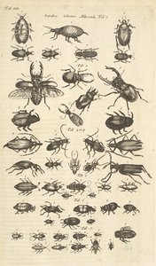 Tab XIII, Brouci, Ilustrace z „Přírodopisu čtyřnožců“ od Mattaus the Younger Merian
