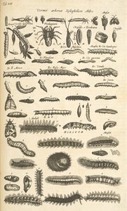 Tab XIX, Housenky, Ilustrace z „Přírodopisu čtyřnožců“