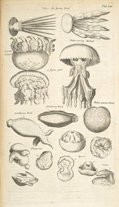 Tab XIX, Medúza, Mořská okurka a další mořský život, Ilustrace z „Přírodopisu čtyřnožců“