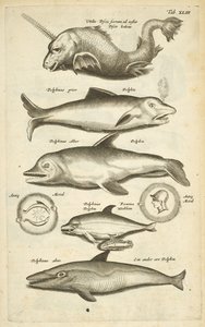 Tab 43, Delfíni, Ilustrace z „Přírodopisu čtyřnožců“ od Mattaus the Younger Merian