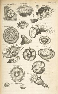 Tab XVIII, Mořský život, Ilustrace z „Přírodopisu čtyřnožců“, svazek 2 od Mattaus the Younger Merian