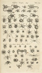 Tab XVIII, Suchozemští štíři a pavoukovci, ilustrace z 
