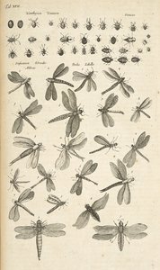 Tab XVII, Vážky, Ilustrace z „Přírodopisu čtyřnožců“ od Mattaus the Younger Merian