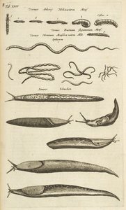 Tab XXIV, Slimáci a červi, Ilustrace z „Přírodopisu čtyřnožců“