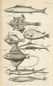 Tab XXXIX, Druhy ryb, Ilustrace z „Přírodopisu čtyřnožců“ od Mattaus the Younger Merian