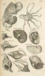 Tab X, lastury chobotnic a nautilů, ilustrace z „Historiæ naturalus de quadrupetibus“