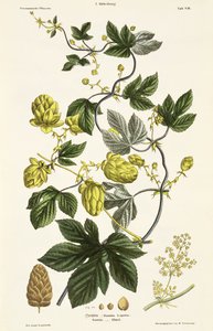 Chmelová réva, z knihy "Mladý statkář", Vídeň, 1845 (ručně kolorovaná litografie) od Matthias Trentsensky