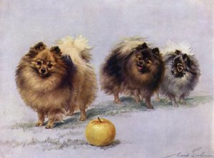 Tři z Mrs Hall Walkers Champion Pomeranians