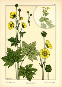 Buttercup (barva lito) od Maurice Pillard Verneuil