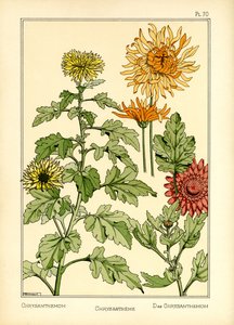 Chryzantéma (barva litho) od Maurice Pillard Verneuil