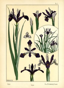 Iris (barva lito) od Maurice Pillard Verneuil