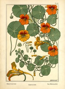 Nasturtium (barevné lito)