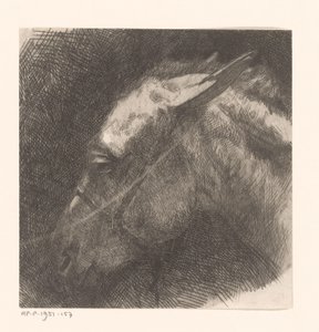 Hlava muly od Maurits van der Valk