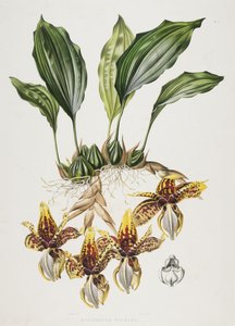 Tygří orchidej Stanhope, 1838