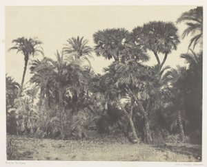 Dřevo datlových palem a palem Doums, Horní Egypt