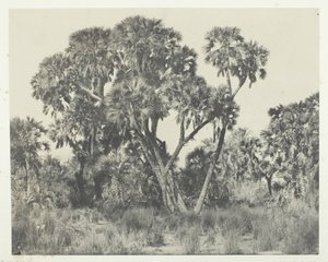 Palmy Doums, Horní Egypt, 184951, tištěno 1852. od Maxime Du Camp