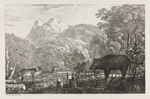 Divoké prase, kočka divoká a rys, 1807. od Maximilian Josef Wagenbauer