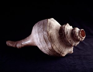 Předkolumbijské umění, mayská civilizace, klasické období: mořská mušle používaná jako hudební nástroj (trubka). z Uaxactunu v Guatemale. Ztlumit. 19,2x41,5 cm Guatemala, Museo Nazionale di Archeologia e Etnologia - Předkolumbovské umění, Mayská civilizace od Mayan Mayan