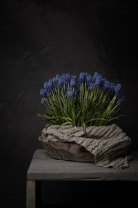 Rustikální modré hyacinty od Mayra Pama