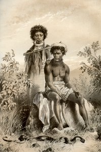 Maorové a kobercový had, Nový Zéland, 1879