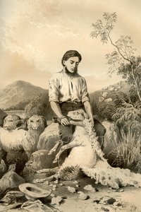 Stříhání ovcí, 1879