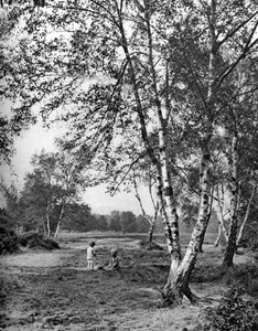 Putney Heath, Londýn, 1926-1927 od McLeish