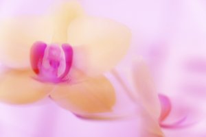 růžový ORCHID