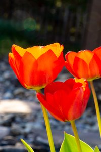 zářící TULIP