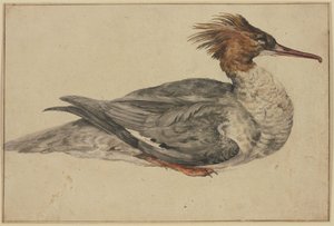  od Melchior de Hondecoeter