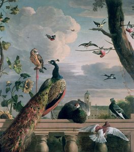 Amsterdamský palác s exotickými ptáky