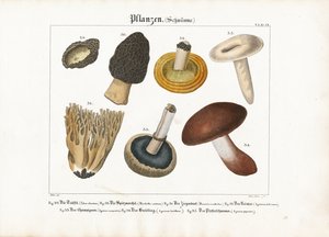 Jedlé a jedovaté houby od Meno Haas