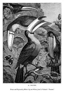 Tukani, c1770-1820 1843 od Messrs Sly and Wilson